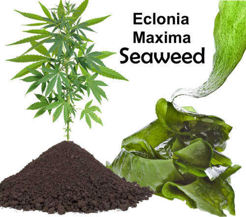 KELP MEAL *SPECIAL*  3 X Litre Organic Natural Fertiliser : (Approx. 1.8Kg)