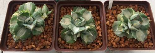 Agave Potatorium (Variegated Butterfly Agave)  - Live Plant in a 10cm Pot