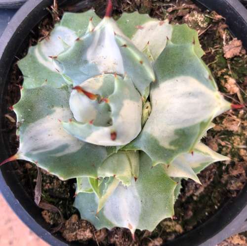 Agave Potatorium (Variegated Butterfly Agave)  - Live Plant in a 10cm Pot