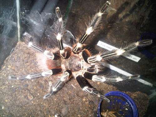 Brazillian Red and white tarantulas 7-9cm