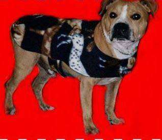 PET CLOTHING