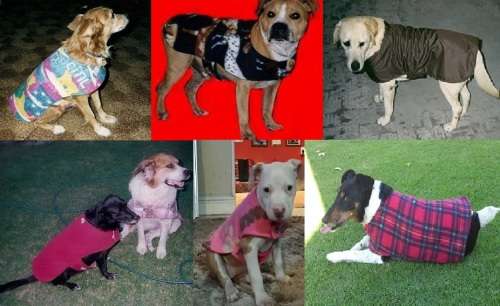 PET CLOTHING