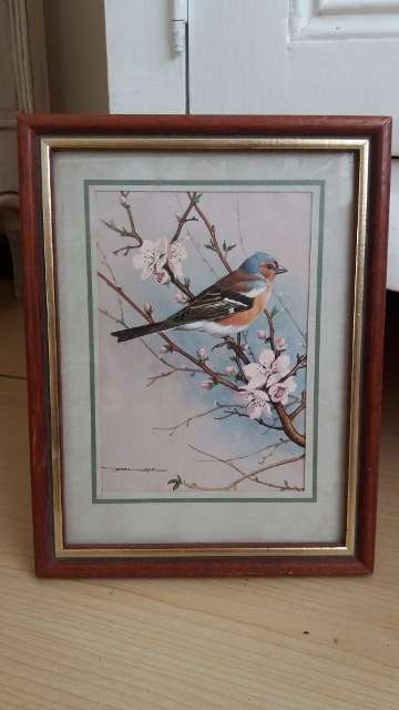 Framed Basil Ede : Chaffinch & Japanese Cherry