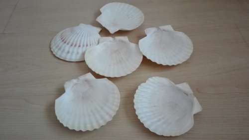 Clam Shape Shell