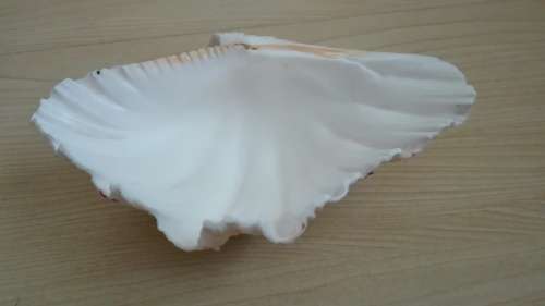 Large Clam Shell - width 16cm. depth 11cm. height 6cm