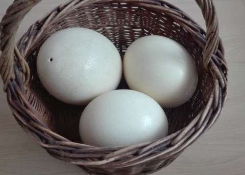 Ostrich Eggs