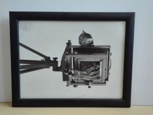 Framed Black & White Cat Photograph