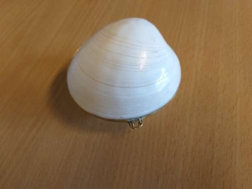 Shell Ring/Jewellery Holder