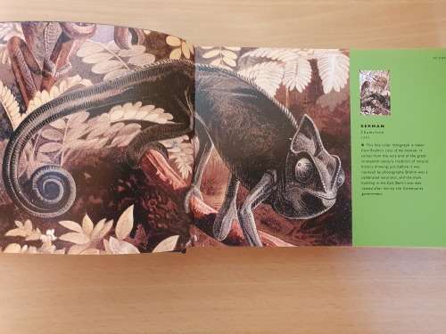 Zoo - Animals in Art (Hardcover) by Edward Lucie-Smith