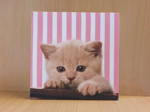 Cat Canvas (25cm x 25cm)