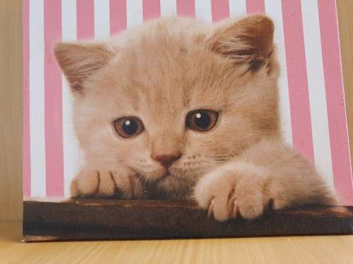 Cat Canvas (25cm x 25cm)