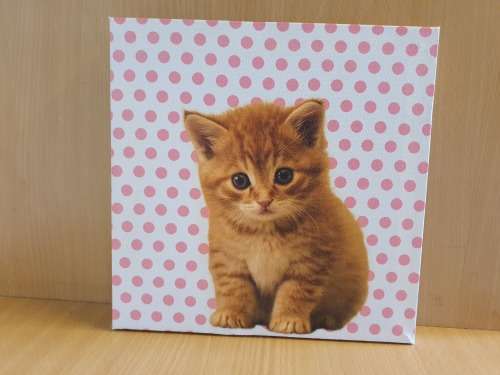 Cat Canvas (25cm x 25cm)
