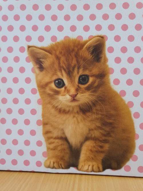 Cat Canvas (25cm x 25cm)