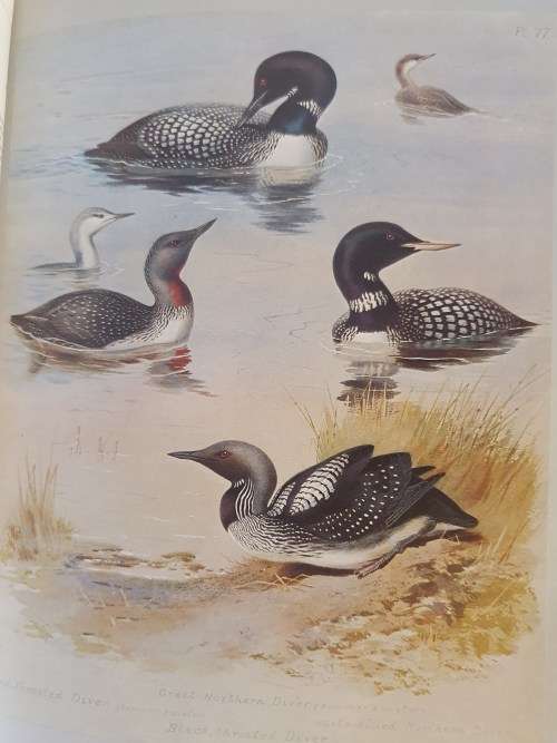 Thornburn`s Birds - Edited with an introduction and text by James Fisher (Hardcover)