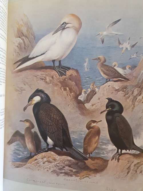 Thornburn`s Birds - Edited with an introduction and text by James Fisher (Hardcover)