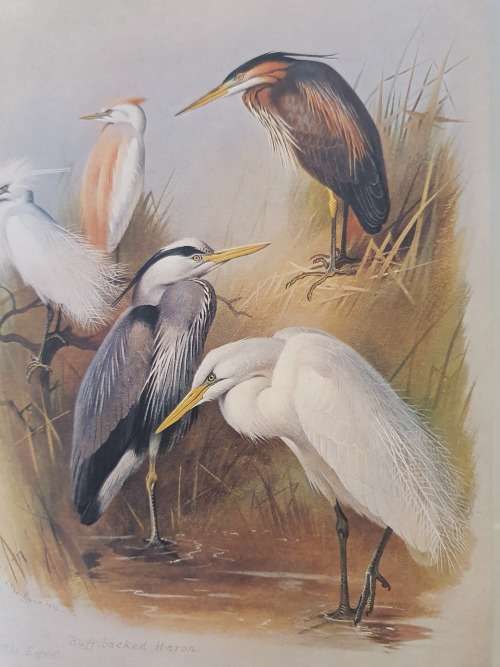 Thornburn`s Birds - Edited with an introduction and text by James Fisher (Hardcover)
