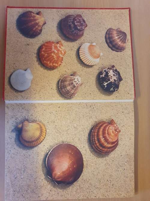 The Scallop - Studies of a Shell and its Influences on humankind