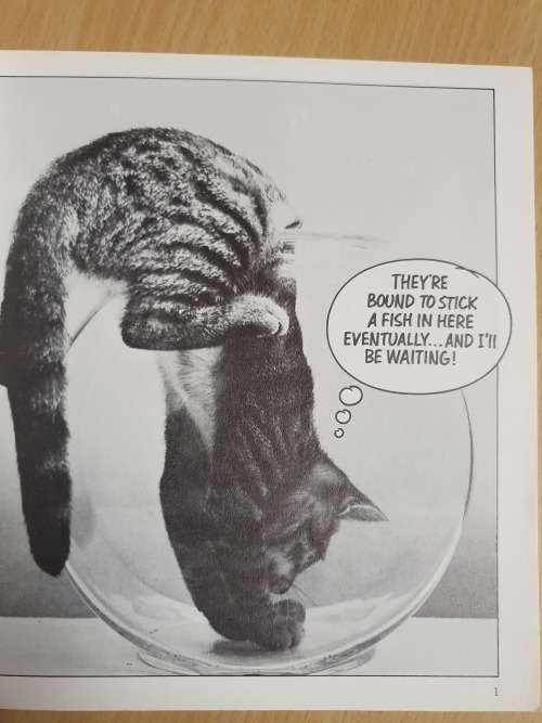 Cat Chat Edited by Peter Fincham (Paperback)