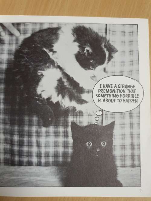 Cat Chat Edited by Peter Fincham (Paperback)