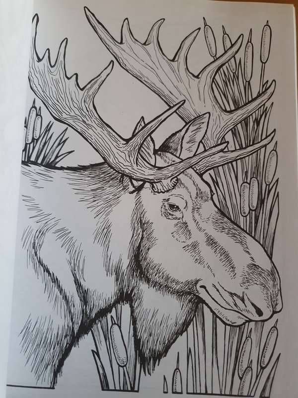 Wild Animal Portraits Colouring Book