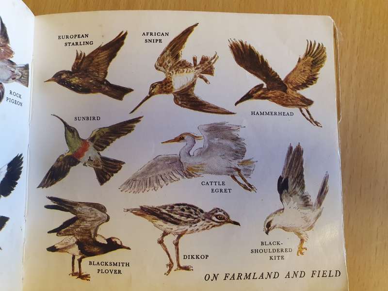 What Bird is That? Hazel Stokes (Paperback)
