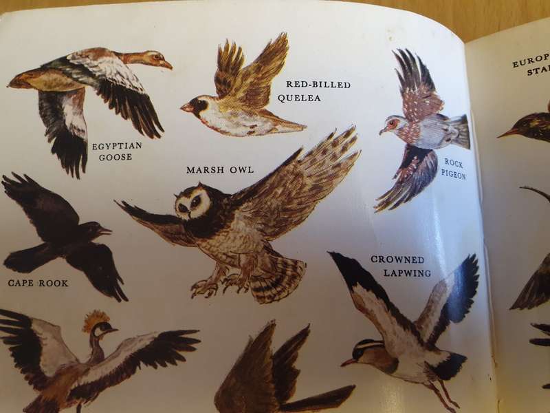 What Bird is That? Hazel Stokes (Paperback)