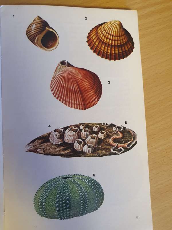 Seashells : S. Peter Dance (Paperback)