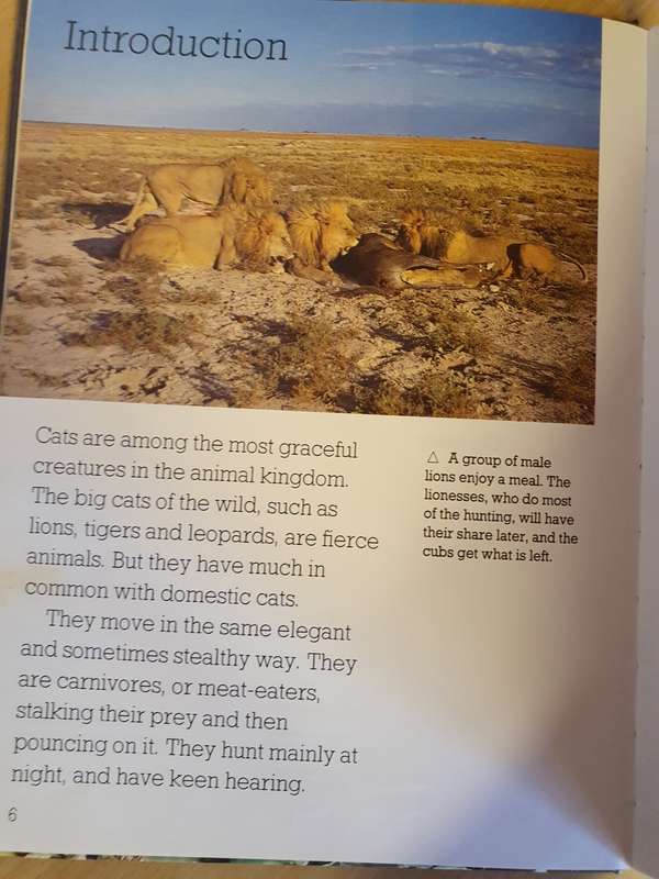Picture Library - Big Cats (Hardcover)