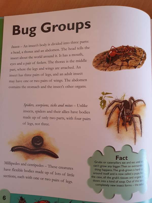 Bugs Dictionary - On A to Z of Insects and Creepy Crawlies (Hardcover)