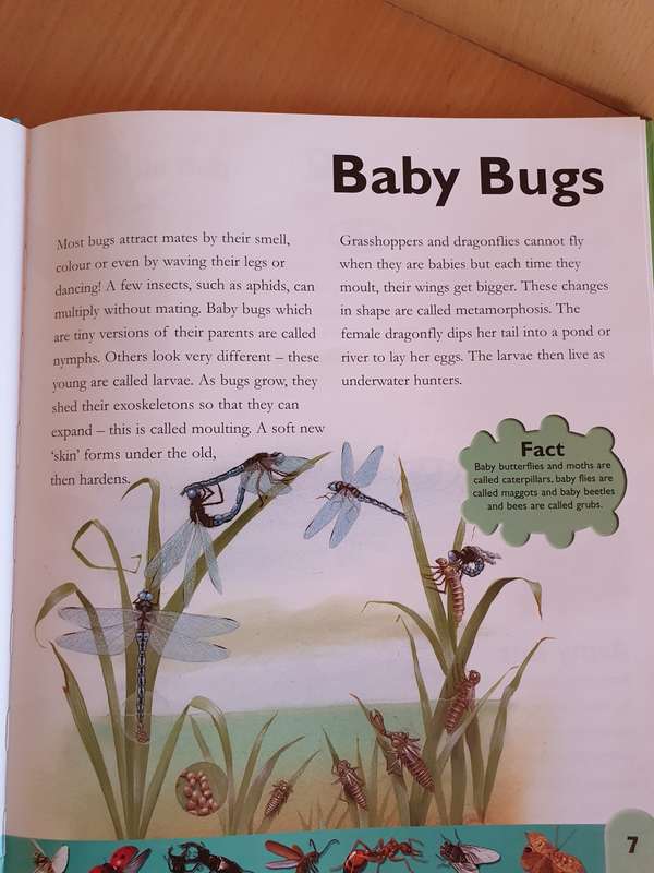 Bugs Dictionary - On A to Z of Insects and Creepy Crawlies (Hardcover)