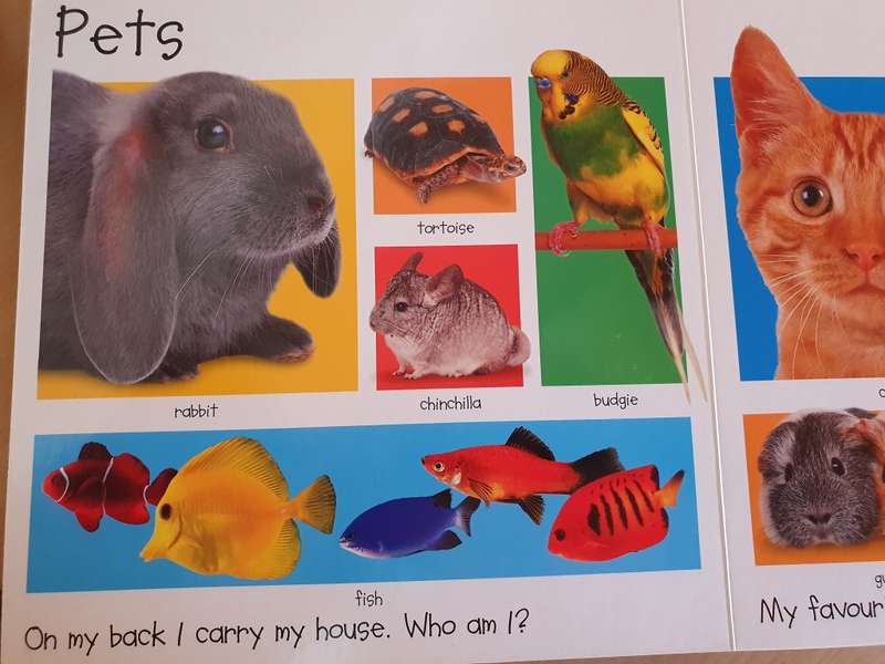 My Big Animal Book - Board Book