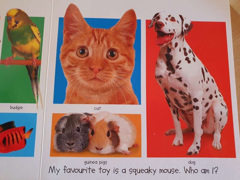 My Big Animal Book - Board Book