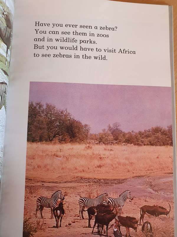 Zebras in the wild: Cliff Moon (Hardcover)