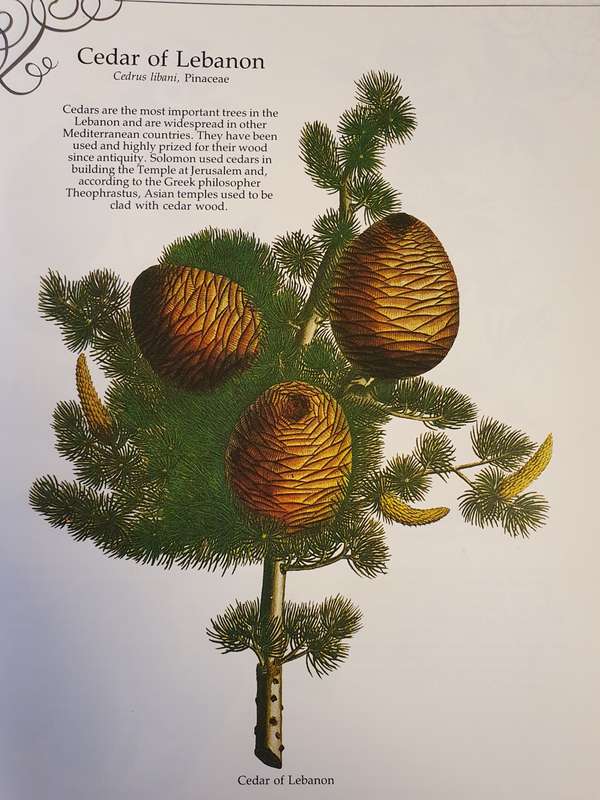 The Herbal of The Count Palatine: Christoph Jakob Trew