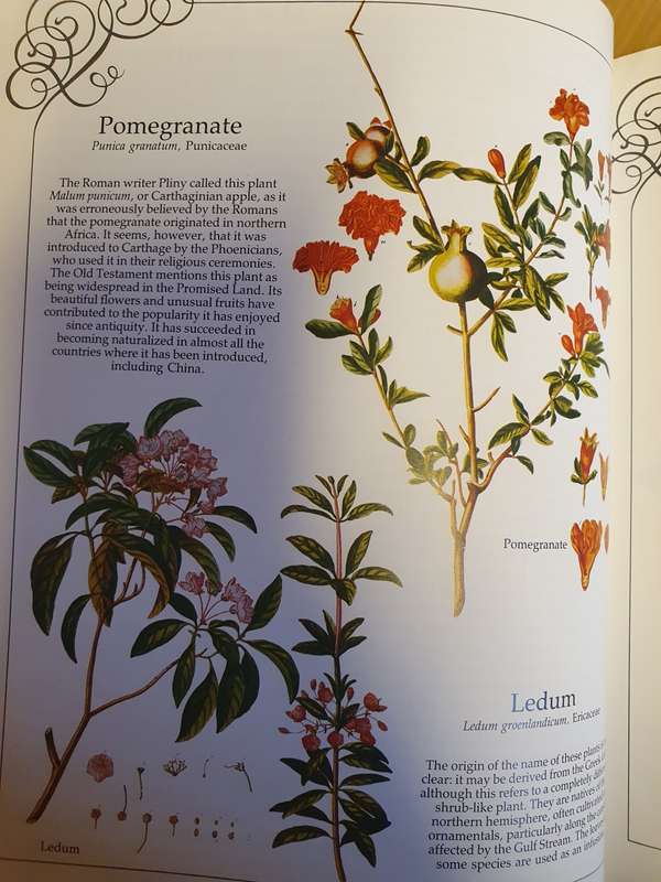 The Herbal of The Count Palatine: Christoph Jakob Trew