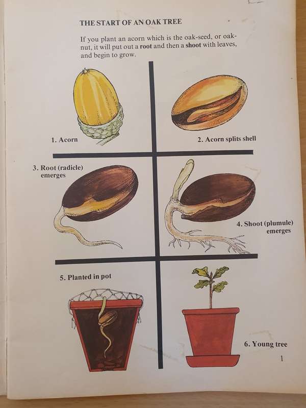 Wonder Why Book of -The World of a Tree: Allen Paterson (Paperback)