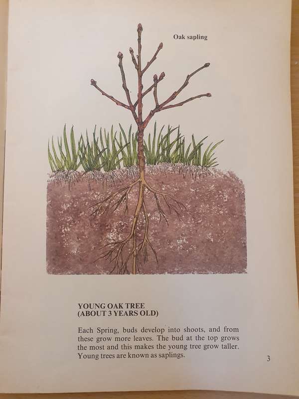 Wonder Why Book of -The World of a Tree: Allen Paterson (Paperback)