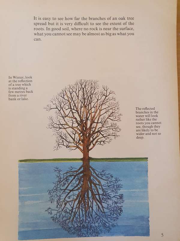 Wonder Why Book of -The World of a Tree: Allen Paterson (Paperback)
