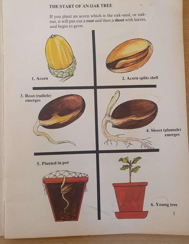 Wonder Why Book of -The World of a Tree: Allen Paterson (Paperback)