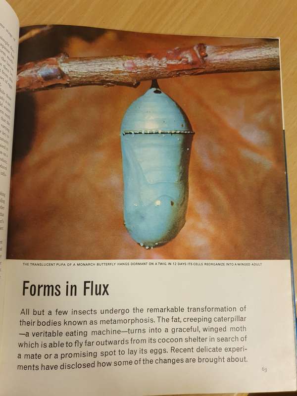 Life Nature Library - The Insects (Hardcover)