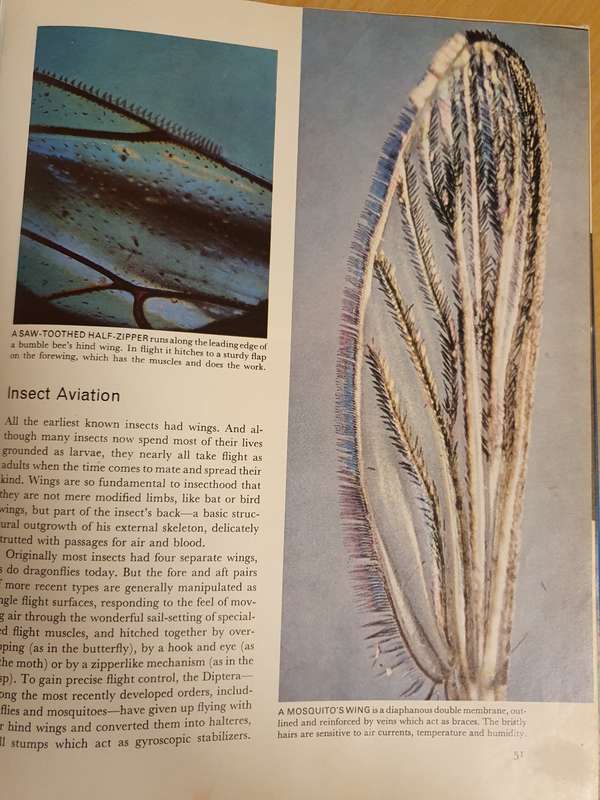 Life Nature Library - The Insects (Hardcover)