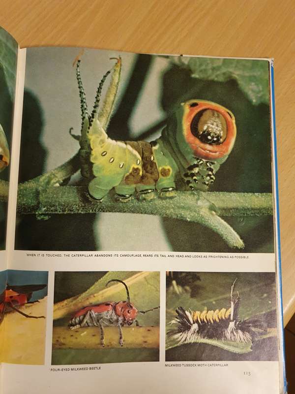 Life Nature Library - The Insects (Hardcover)