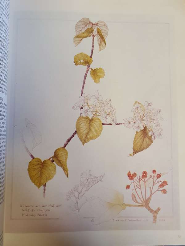 Painting Flowers : Elizabeth Leonard (Hardcover)