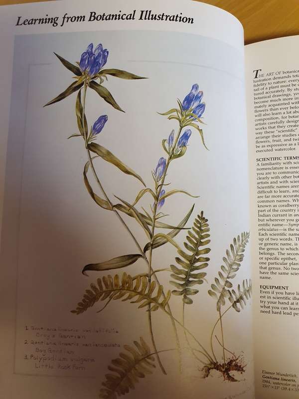 Painting Flowers : Elizabeth Leonard (Hardcover)