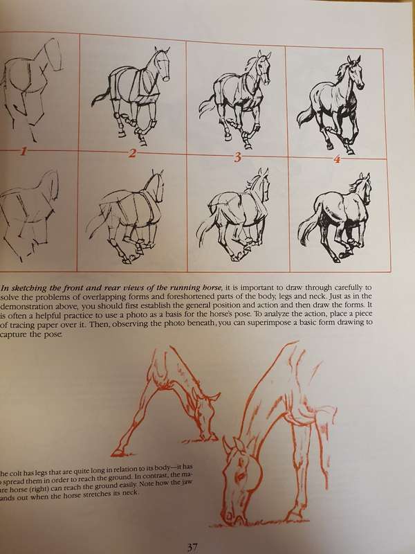 How to Draw Animals (Step-by-Step Method) Paperback)