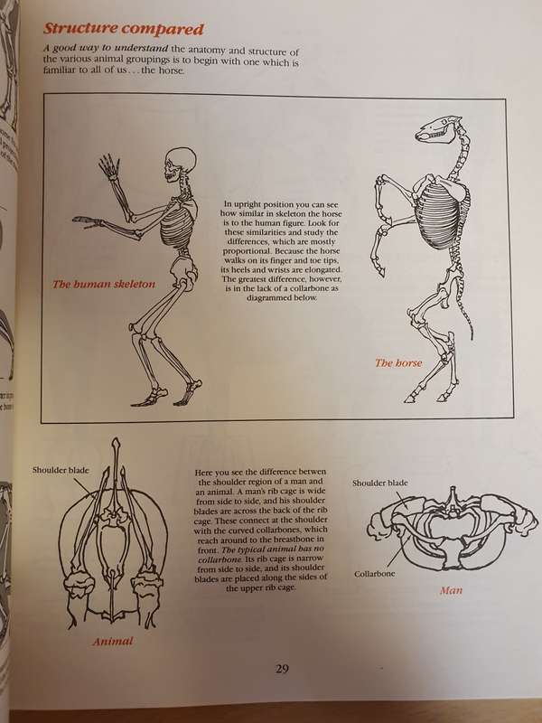 How to Draw Animals (Step-by-Step Method) Paperback)