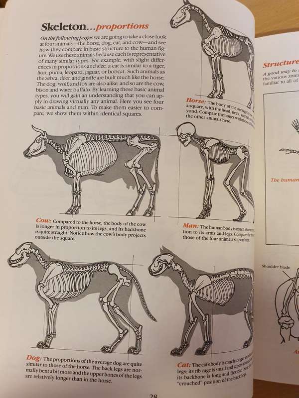 How to Draw Animals (Step-by-Step Method) Paperback)