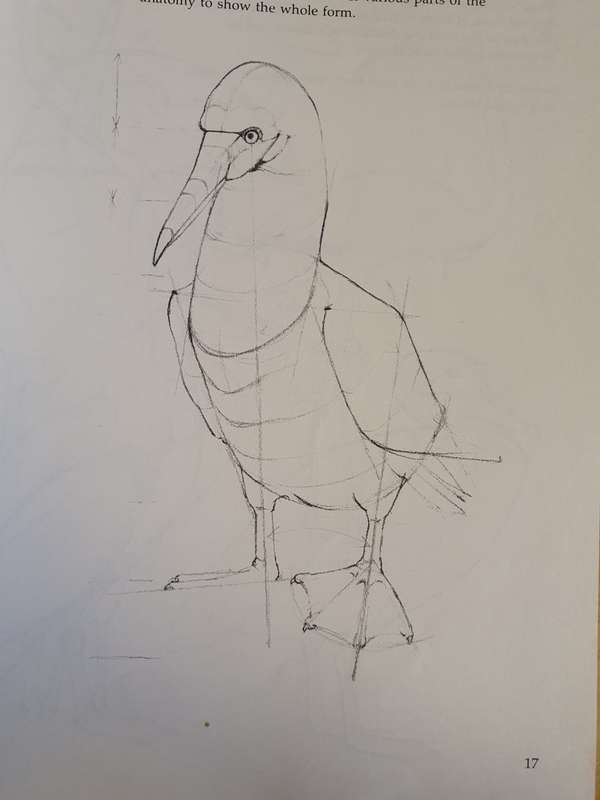 Draw Birds : David Brown (Paperback)