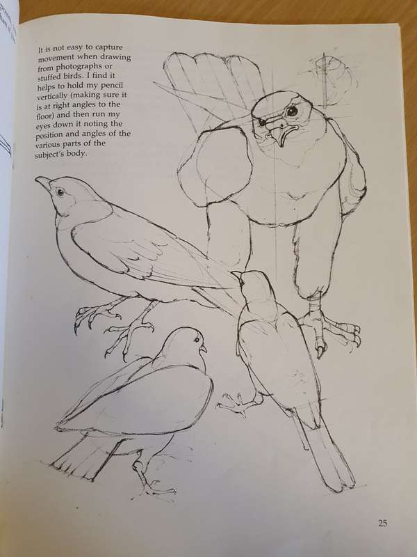 Draw Birds : David Brown (Paperback)