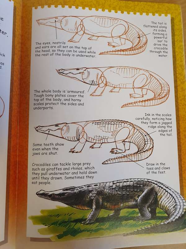 I Can Draw Wild Animals: Terry Longhurst (Paperback)